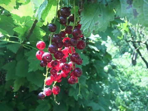 Red currant brush Foto stock