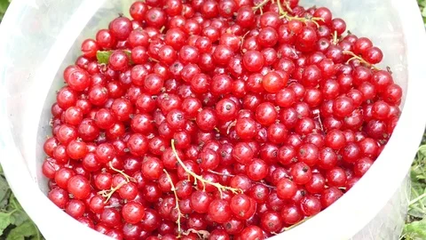 Red currant in a bucket falls Video stock 112827971