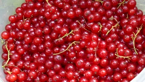 Red currant in a bucket falls Video stock 112828013