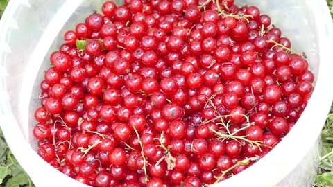Red currant in a bucket falls Video stock 112828311