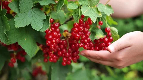 Red currant  bunch in a childs hand Stock Footage 258430330