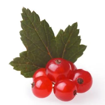 Red currant bunch Stock Photos