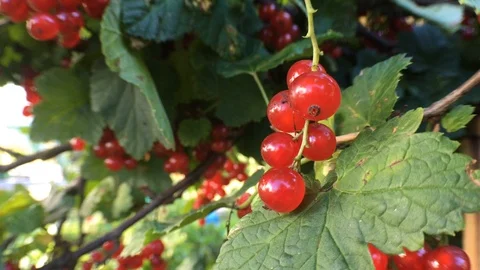 Red currant on the bush 2 Video stock 93002584