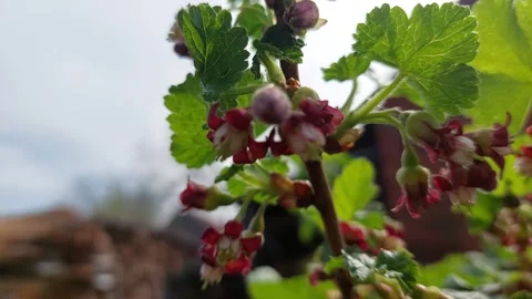Red currant bush blooming with small flowers in spring Vídeos de archivo 333779169