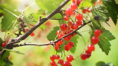Red currant on the bush Stock Footage 65271183