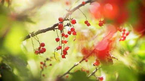 Red currant on the bush Stock Footage 65279076