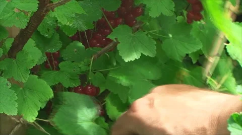 The red currant Bush in the
foreground a man's hand which breaks currants Vídeos de archivo 56635401