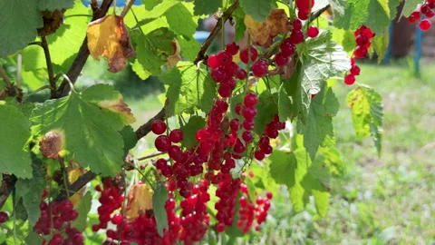 Red currant bush in the garden Stock Footage 201879352