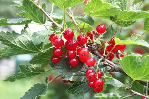 Red currant on bush Stock Photos