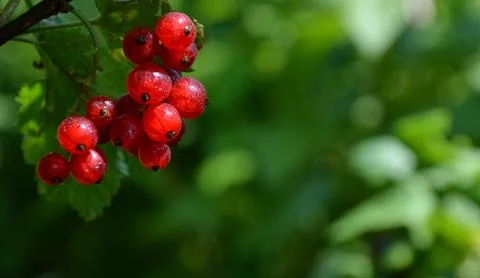 Red currant bush	 Stock Photos