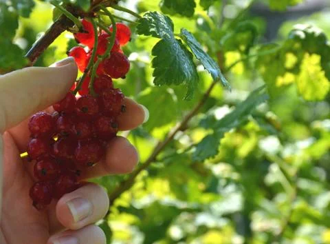 Red currant bush Stock Photos