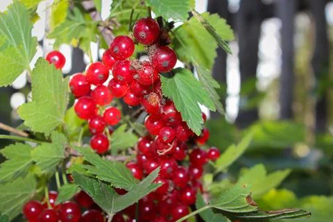 Red currant on the bush Stock Photos