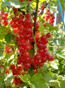 Red currant bush Stock Photos
