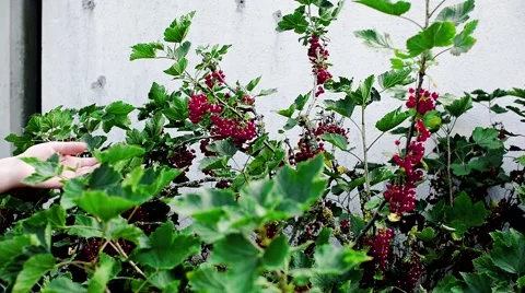 Red currant on bush is ready. Taken care of. Stock Footage 65415234