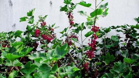 Red currant on bush is ready. Taken care of. Stock Footage 65415242