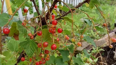 Red currant bush on summer green background. Vídeo Stock 77198595