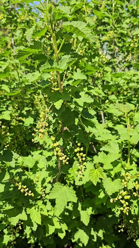 Red currant bushes Stock Footage 301002029