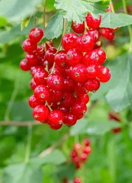 Red currant on the close-up branch Foto stock