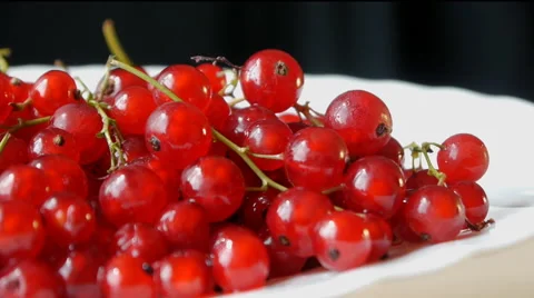 Red Currant Close Up Stock Footage 65289625