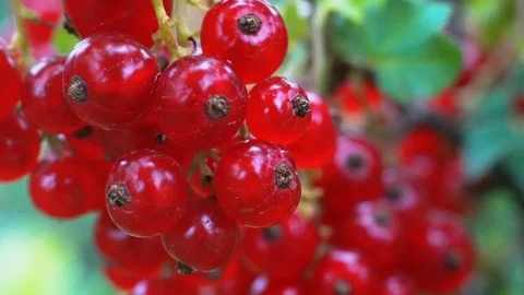 Red currant close-up Stock Footage 114830756