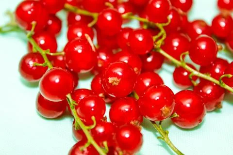 Red currant close-up on a light background. Stock Photos