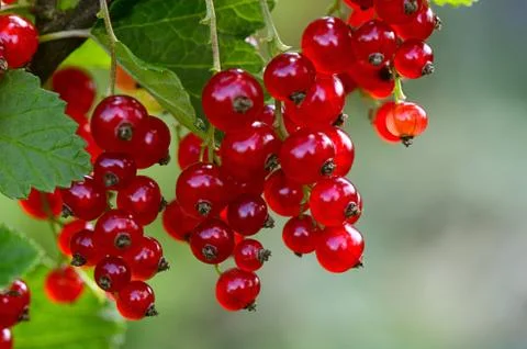 The red currant close up Stock Photos
