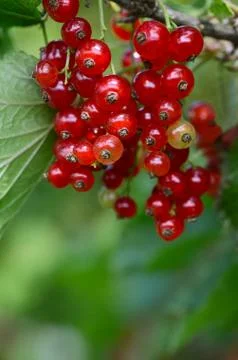 The red currant close up Foto stock