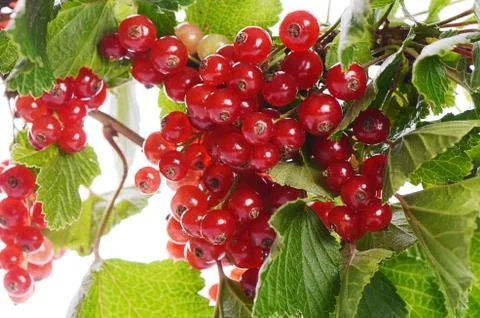 The red currant close up Stock Photos