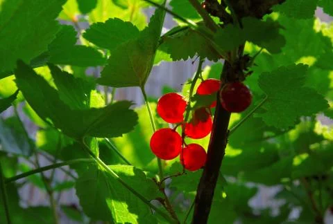 Red currant close up Stock Photos