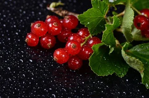 The red currant close up 스톡 사진