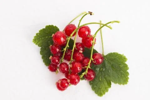 Red Currant close up Stock Photos