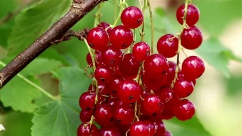 Red currant closeup Stock Footage 69101031