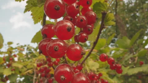 Red currant closeup. Sunlit garden scene with ripe red berries. Detailed closeup Stock Footage 345177858