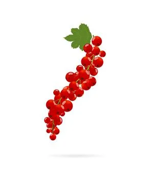 Red currant on cluster with eaf. Vector illustration on white background in c Stock Illustration