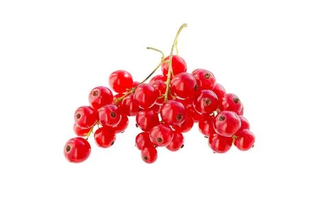 Red currant clusters Stock Photos