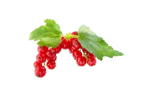 Red currant clusters Stock Photos