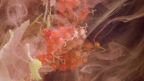 Red currant clusters in translucent liquid plumes inside studio tank Stock Footage 339567477