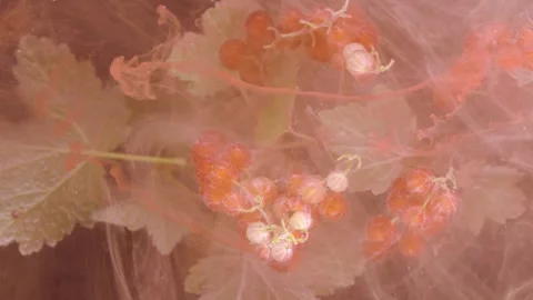 Red currant clusters veiled in translucent pink smoke with soft diffuse light Stock Footage 339571373
