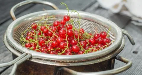 Red currant in a colander Stock Photos