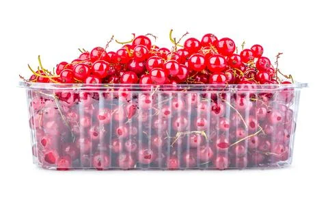 Red currant in container Stock Photos