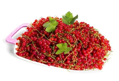 Red currant crop Stock Photos