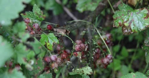 Red currant with damaged berries and leaves by the disease Stock Footage 265178001