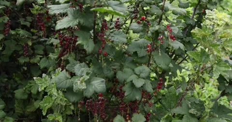 Red currant with damaged berries and leaves by the disease Stock Footage 265178010