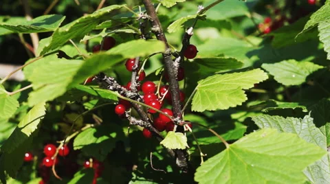 Red currant Stock Footage 52517986