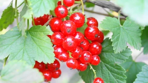 Red currant Stock Footage 77507466