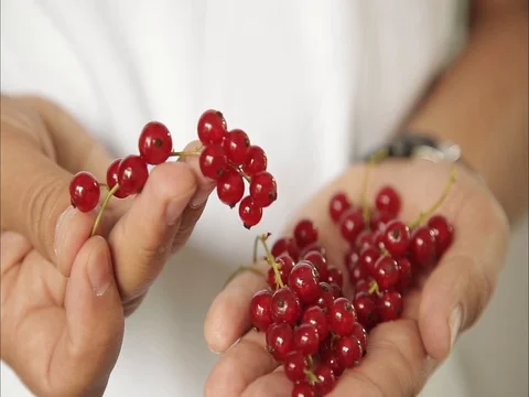 Red currant Stock Footage 77919539