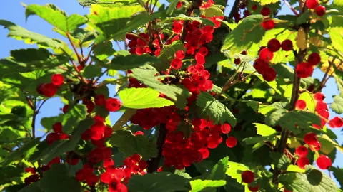 Red currant. Vídeo Stock 95720450