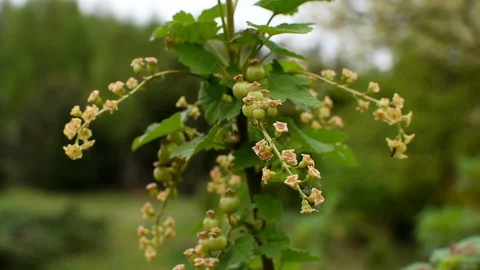 Red currant Video stock 107256620