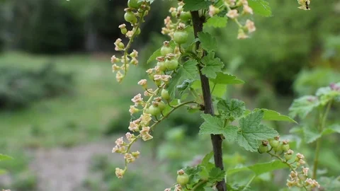 Red currant 스톡 동영상 107256653