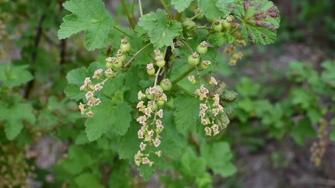 Red currant Video stock 107256686
